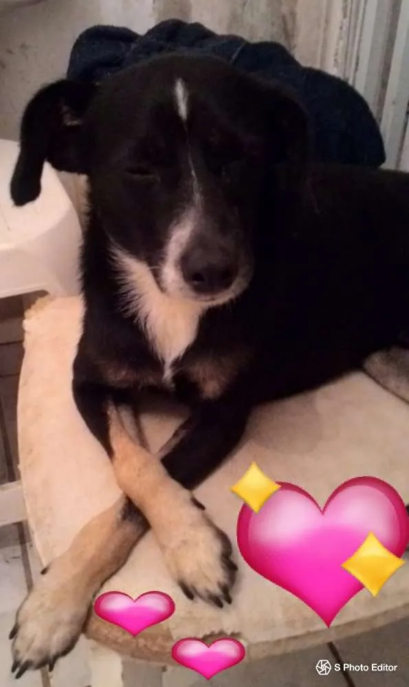 Cachorro raça SRD idade 1 ano nome NINO