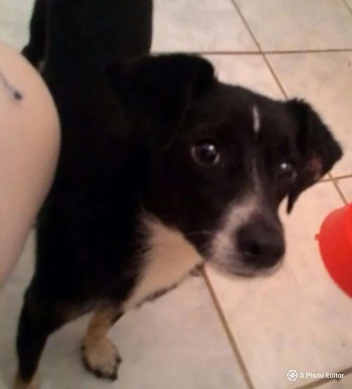 Cachorro raça SRD idade 1 ano nome NINO