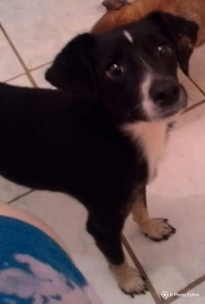 Cachorro raça SRD idade 1 ano nome NINO