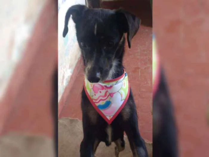 Cachorro raça SRD idade 1 ano nome NINO