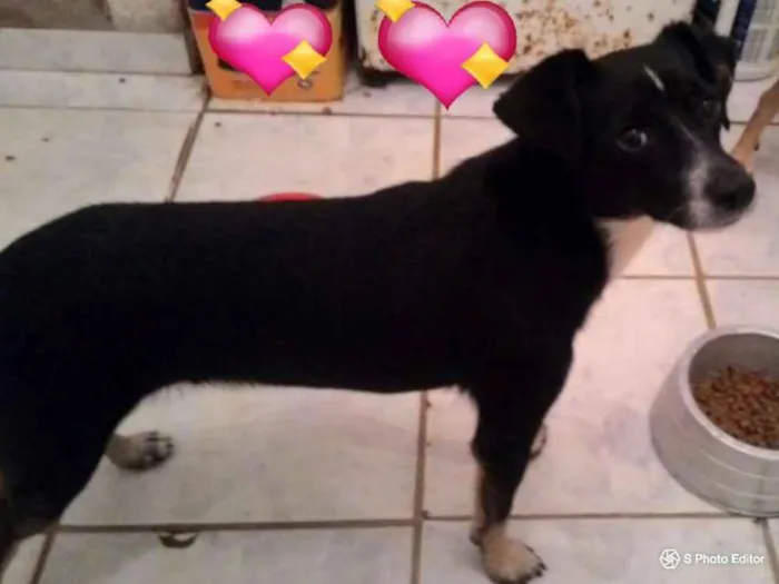 Cachorro raça SRD idade 1 ano nome NINO