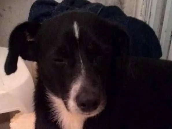 Cachorro raça SRD idade 1 ano nome NINO