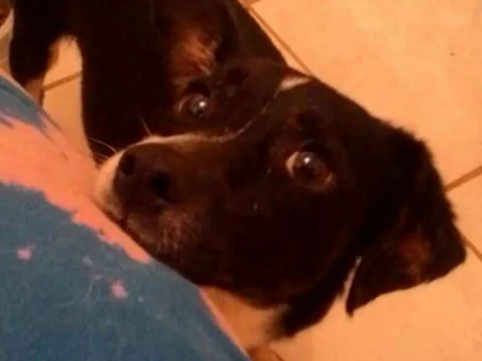 Cachorro raça SRD idade 1 ano nome NINO