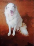 Lexie