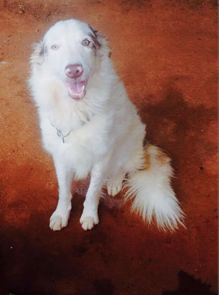 Cachorro raça Border Collie idade 2 anos nome Lexie