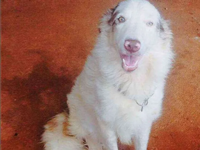 Cachorro raça Border Collie idade 2 anos nome Lexie