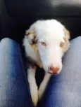 Lexie