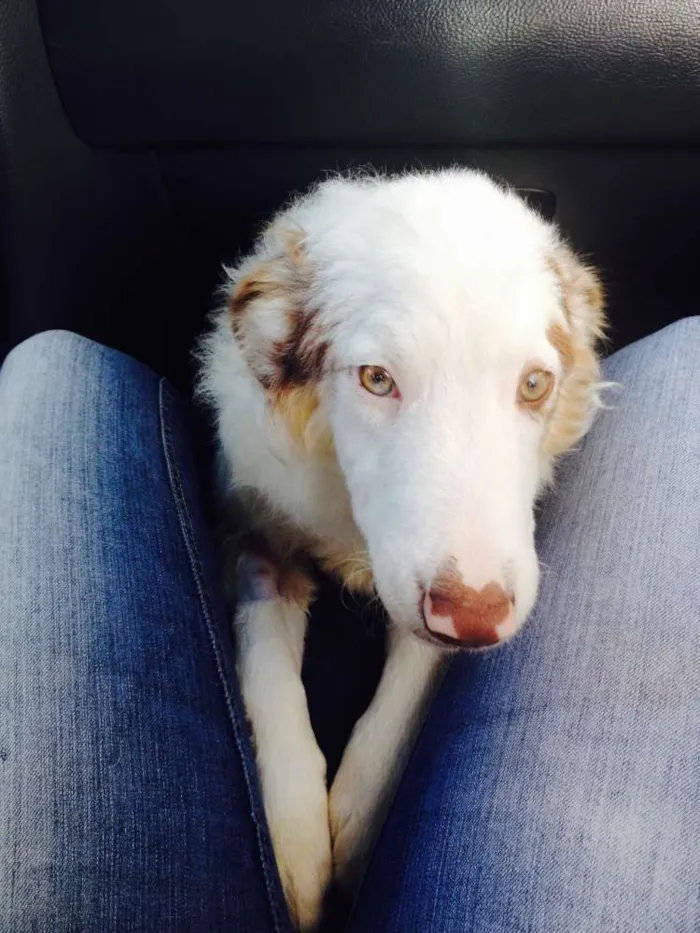 Cachorro raça Border Collie idade 2 anos nome Lexie