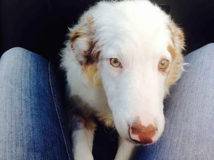 Cachorro raça Border Collie idade 2 anos nome Lexie