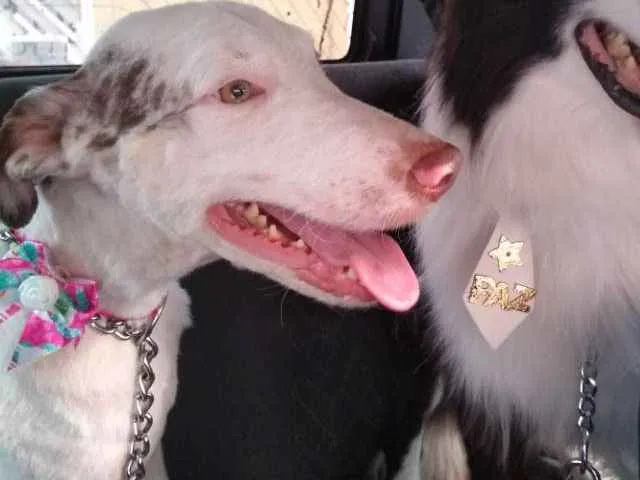 Cachorro raça Border Collie idade 2 anos nome Lexie