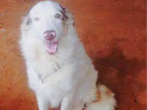 Cachorro raça Border Collie idade 2 anos nome Lexie