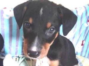 Cachorro raça Srd idade Abaixo de 2 meses nome Sem nome