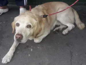 Cachorro raça LABRADOR idade 2 anos nome ALFREDO