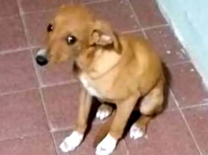 Cachorro ra a Srd idade 2 a 6 meses nome Marron