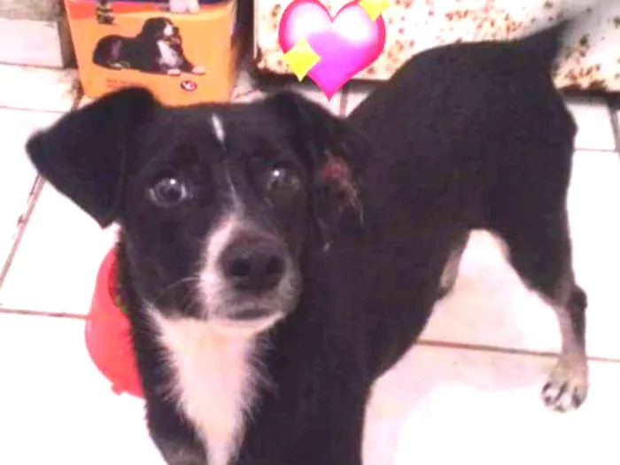 Cachorro raça SRD idade 1 ano nome NINO