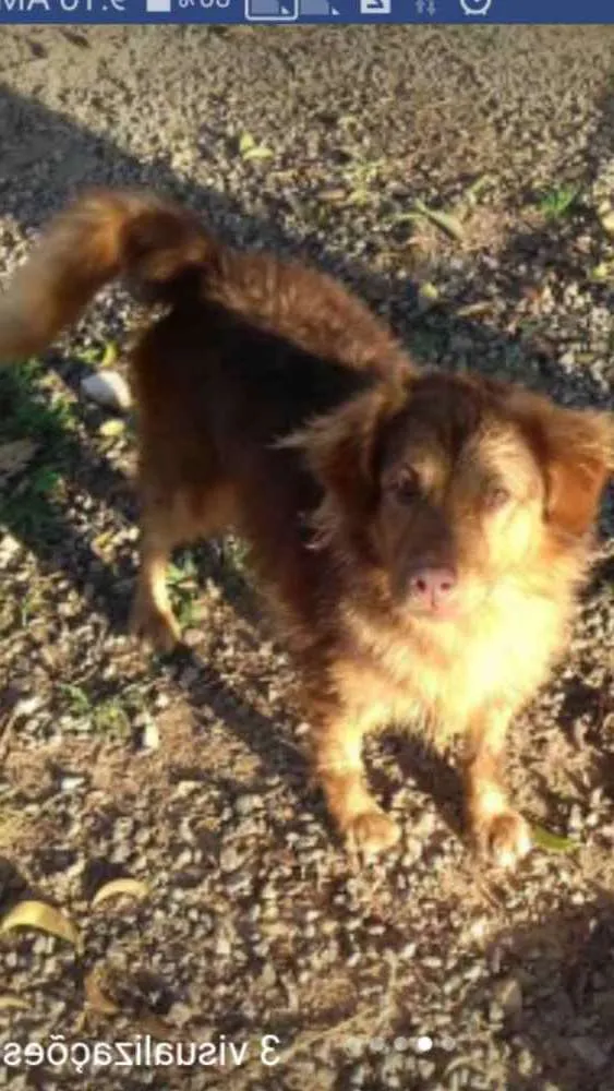 Cachorro ra a Labrador com vira lata idade 2 anos nome Téo