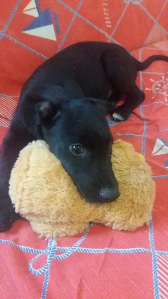 Cachorro ra a Srd idade 2 a 6 meses nome Batman