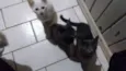 Gato