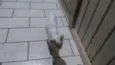 Gato