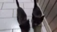 Gato