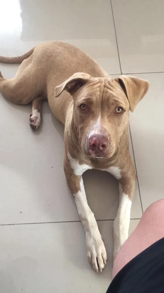 Cachorro ra a Pitbull idade 7 a 11 meses nome Gamora