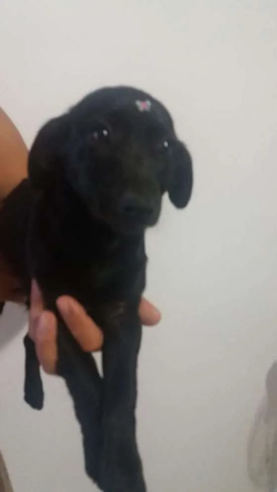 Cachorro ra a Srd idade 2 a 6 meses nome Belinha
