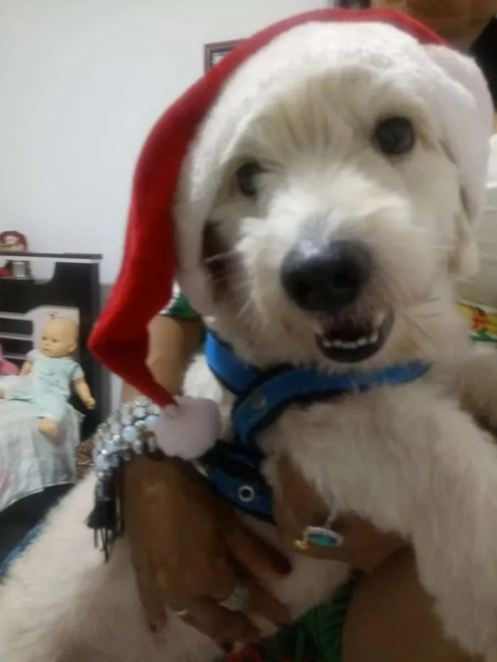 Cachorro ra a  idade 4 anos nome Lucky
