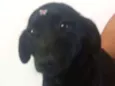 Belinha