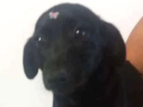 Cachorro ra a Srd idade 2 a 6 meses nome Belinha