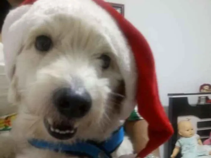 Cachorro ra a  idade 4 anos nome Lucky