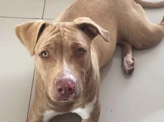 Cachorro ra a Pitbull idade 7 a 11 meses nome Gamora