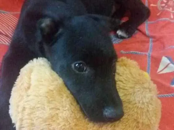 Cachorro ra a Srd idade 2 a 6 meses nome Batman