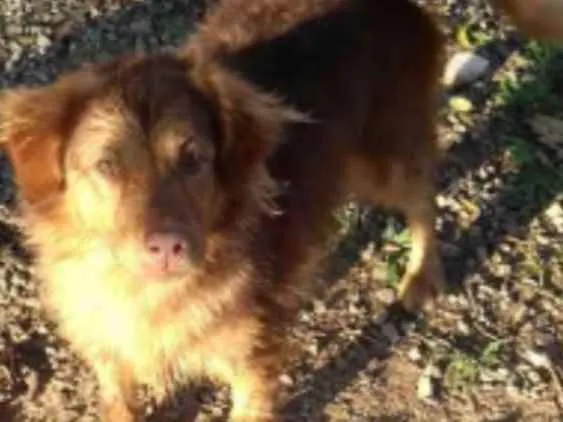 Cachorro ra a Labrador com vira lata idade 2 anos nome Téo