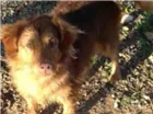 Cachorro raça Labrador com vira lata idade 2 anos nome Téo