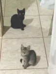 não tem