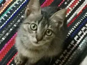 Gato raça viralata idade 2 a 6 meses nome não tem