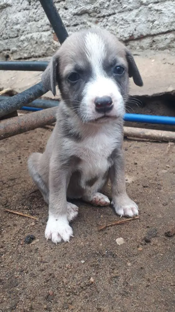 Cachorro ra a Vira-lata idade 2 a 6 meses nome Kelly , Ford , César