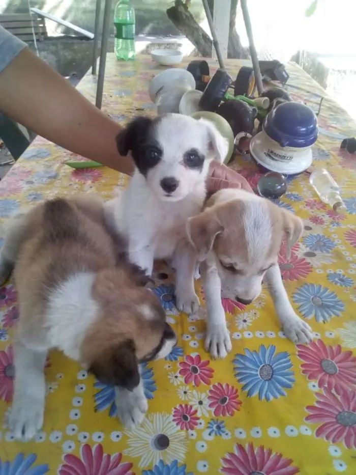 Cachorro ra a Vira lata idade 2 a 6 meses nome Branco .junior.lili