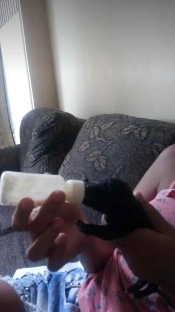 Cachorro raça Mestiço viralata idade Abaixo de 2 meses nome Ainda não possui