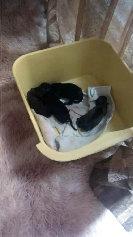 Cachorro raça Mestiço viralata idade Abaixo de 2 meses nome Ainda não possui