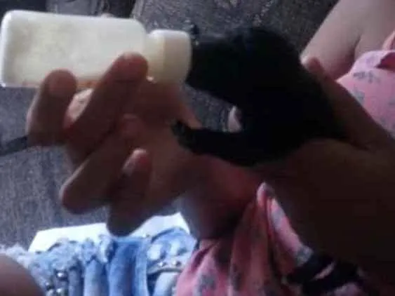 Cachorro raça Mestiço viralata idade Abaixo de 2 meses nome Ainda não possui