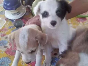 Cachorro raça Vira lata idade 2 a 6 meses nome Branco .junior.lili