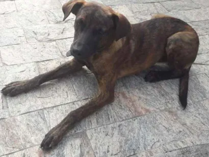 Cachorro raça srd idade 2 anos nome amiguinho