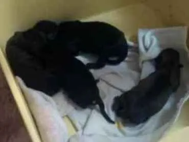 Cachorro raça Mestiço viralata idade Abaixo de 2 meses nome Ainda não possui