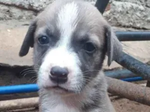Cachorro raça Vira-lata idade 2 a 6 meses nome Kelly , Ford , César