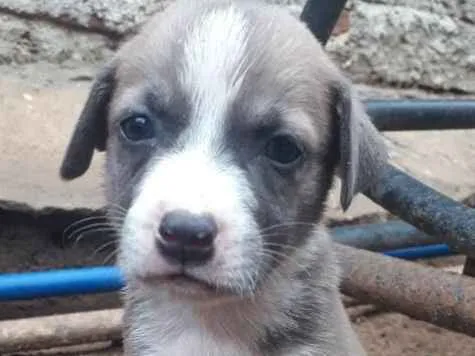 Cachorro ra a Vira-lata idade 2 a 6 meses nome Kelly , Ford , César