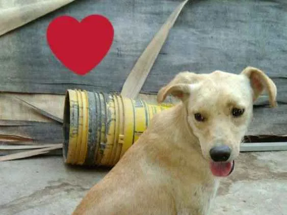 Cachorro ra a Capa preta e vira-lata idade 1 ano nome Taylor