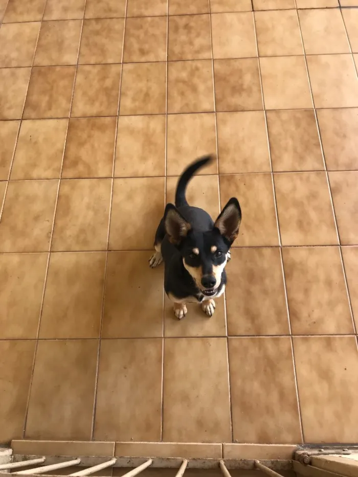 Cachorro raça Vira lata  idade 7 a 11 meses nome Pingo