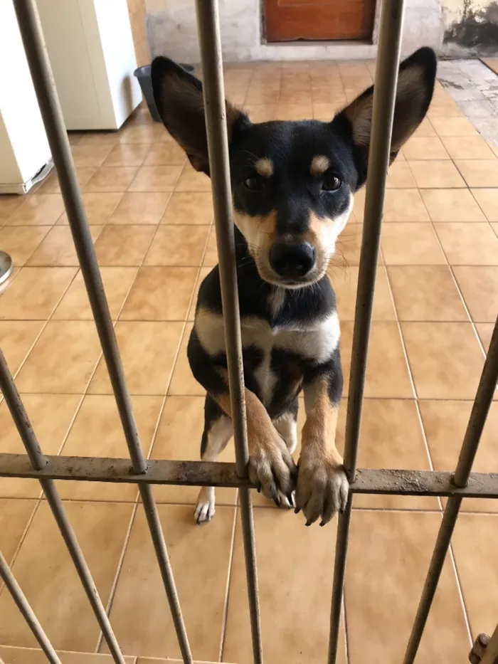 Cachorro raça Vira lata  idade 7 a 11 meses nome Pingo