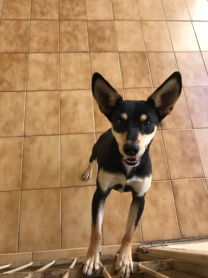 Cachorro raça Vira lata  idade 7 a 11 meses nome Pingo